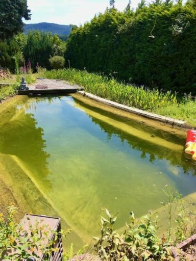 Apartment mit Schwimmteich im Odenwald 